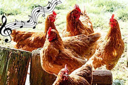 Do chickens dance to music? And the enigma of rhythm in rural enclaves